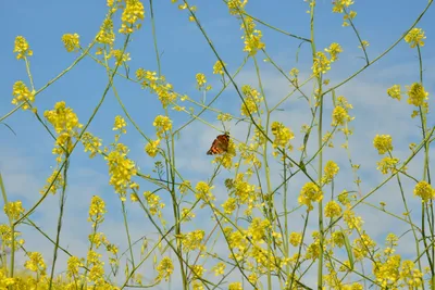 DSC_6447 (Large).JPG